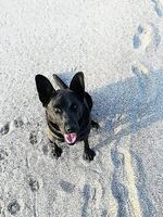 Blanko the dog
